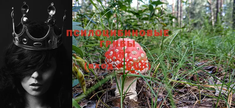 наркота  Биробиджан  Галлюциногенные грибы MAGIC MUSHROOMS 